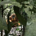 From Medan : Jungle Trekking for Orang Utan at Mount Leuser - The Experience: What You Can Expect