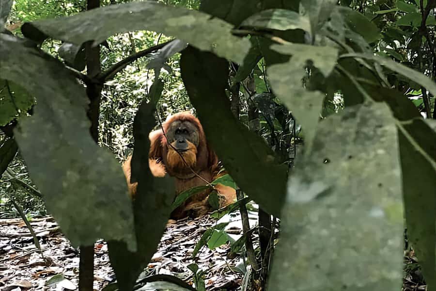 From Medan : Jungle Trekking for Orang Utan at Mount Leuser - The Experience: What You Can Expect