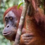 From Medan: Magnificent View & Jungle Trekking in Sumatra - Who Will Love This Tour?