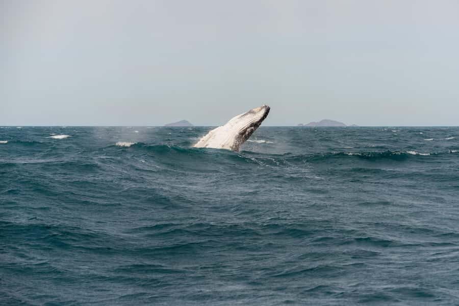 From Melbourne: 5-Day Victorian Alps & Gippsland Lakes Trip - Practical Details & Value