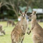From Melbourne Grampians National Park Kangaroos Guided Tour - Visiting the Brambuk Cultural and Information Center