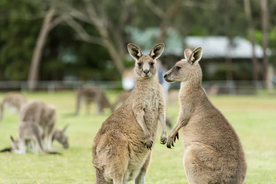 From Melbourne Grampians National Park Kangaroos Guided Tour - Visiting the Brambuk Cultural and Information Center