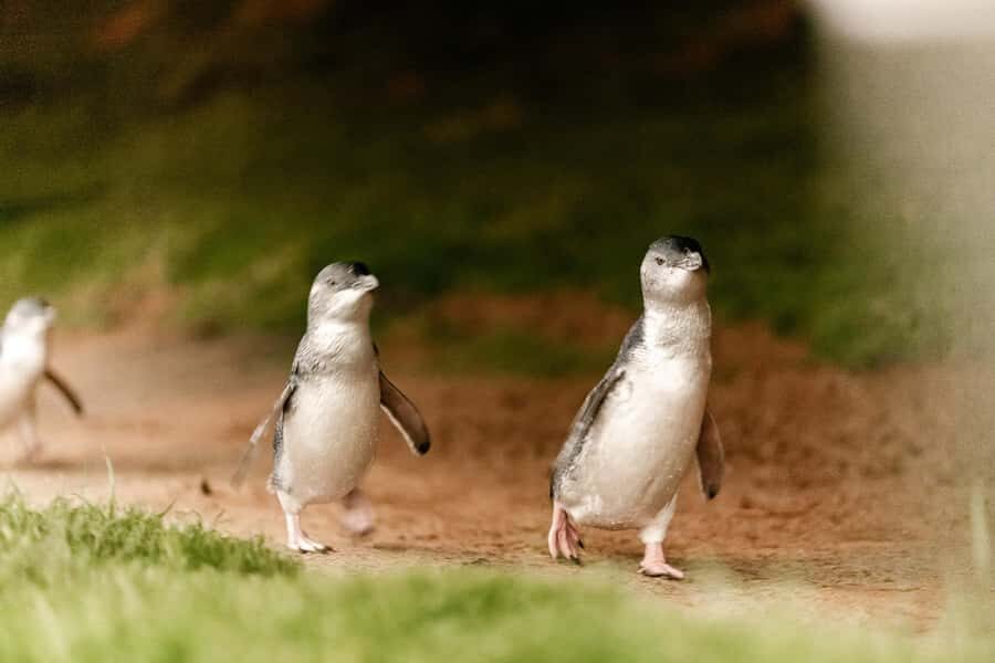 From Melbourne: Phillip Is Penguin Parade & Koala Reserve - What You Can Expect on the Tour