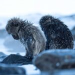 From Nagano & Tokyo: Snow Monkey Park Customise Private Tour - A Deep Dive into the Experience