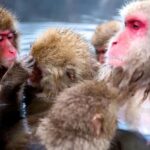 From Nagano & Tokyo: Snow Monkey Private Day Tour Customise - Visiting Zenko-ji Temple: A Gateway to Spiritual Japan
