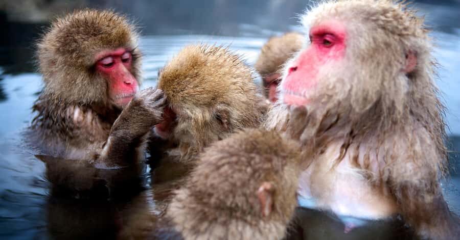 From Nagano & Tokyo: Snow Monkey Private Day Tour Customise - Visiting Zenko-ji Temple: A Gateway to Spiritual Japan