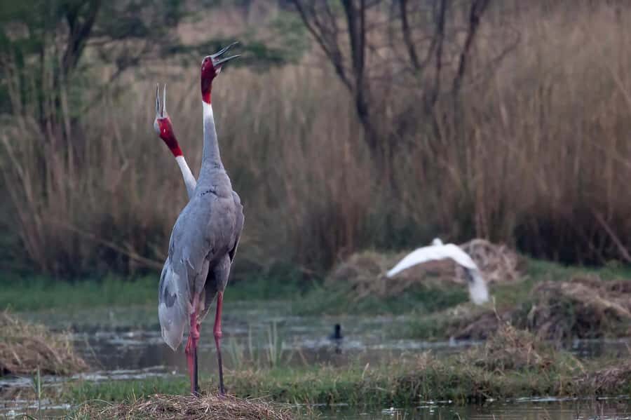From New Delhi: Sultanpur National Park Day Tour by Car - What You Can Expect from the Sultanpur Bird Sanctuary Day Tour