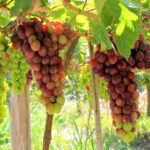 From Nha Trang: Discover Phan Rang Scenic Trip & Vinh Hy Bay - Who Is This Tour Best For?