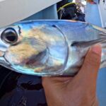 From Onna Village (Maeda Fishing Port)!Fishing and Trolling | Fully Chartered Boat Plan (3-Hour/6-Hour Course) - The Itinerary: What to Expect