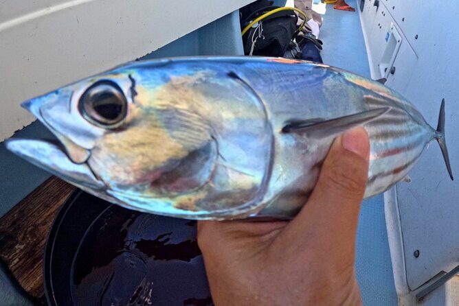 From Onna Village (Maeda Fishing Port)!Fishing and Trolling | Fully Chartered Boat Plan (3-Hour/6-Hour Course) - The Itinerary: What to Expect