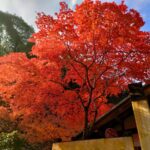 From Osaka: Hidden Kitchen God Temple & Local Treats Walk - Exploring the Route and Highlights in Detail