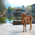 From Osaka: Himeji, Kobe and Nara trip - Practical Details and Considerations