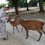 From Osaka/Kobe Port: Nara Private Tour with Guide & Driver - Who Is This Tour Best For?