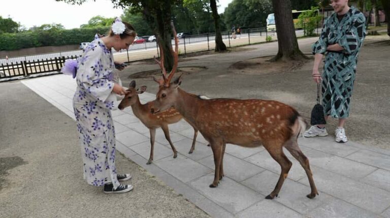 From Osaka/Kobe Port: Nara Private Tour with Guide & Driver - Who Is This Tour Best For?
