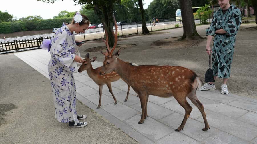From Osaka/Kobe Port: Nara Private Tour with Guide & Driver - Who Is This Tour Best For?