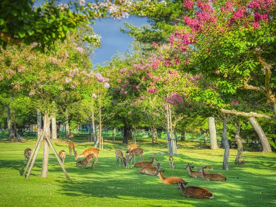 From Osaka/Kyoto: Arashiyama, Nara Park & Fushimi Inari Tour - Starting Points and Convenience