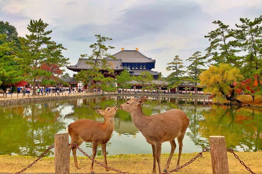 From Osaka/Kyoto: Kinkakuji, Arashiyama, FushimiInari, Nara - Why Choose This Tour?