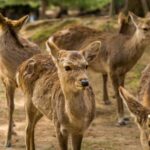 From Osaka/Kyoto: Kyoto Nara Day Trip Highlights - The Experience: What It Feels Like