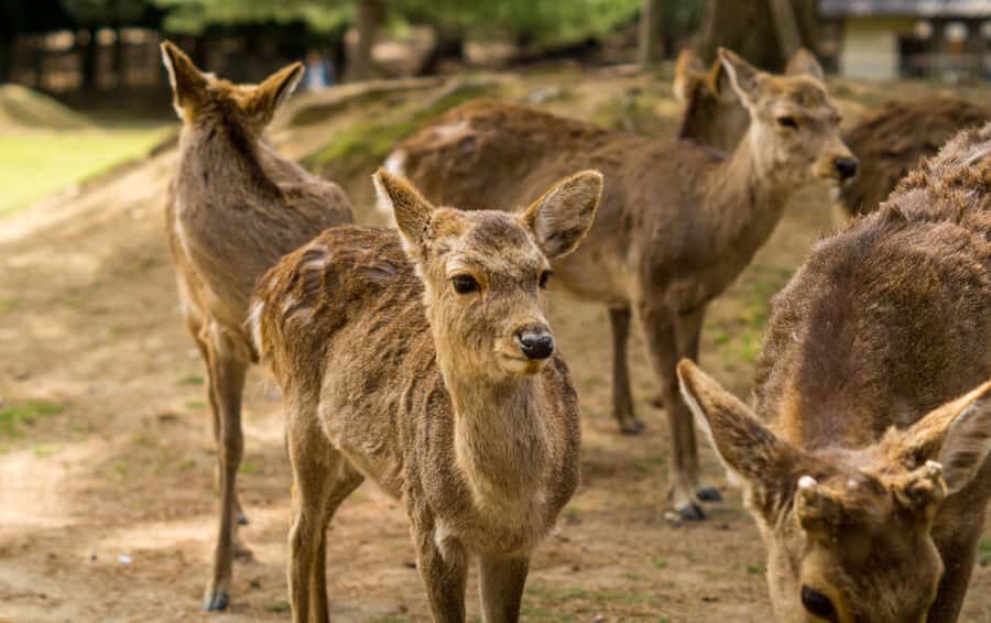 From Osaka/Kyoto: Kyoto Nara Day Trip Highlights - The Experience: What It Feels Like