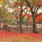 From Osaka/Kyoto: Nara & Kyoto Day Trip - Temples & Deer - The Value of This Tour