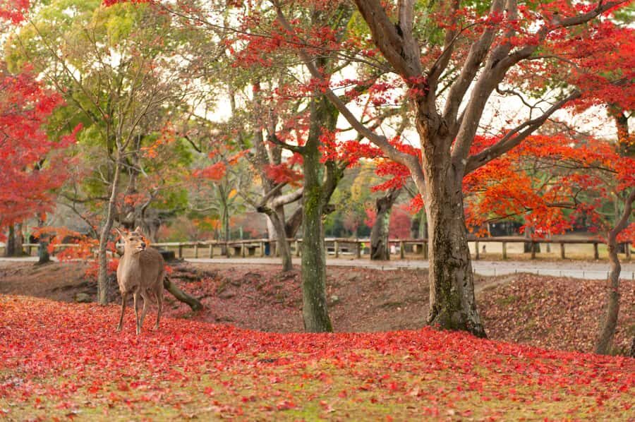 From Osaka/Kyoto: Nara & Kyoto Day Trip - Temples & Deer - The Value of This Tour