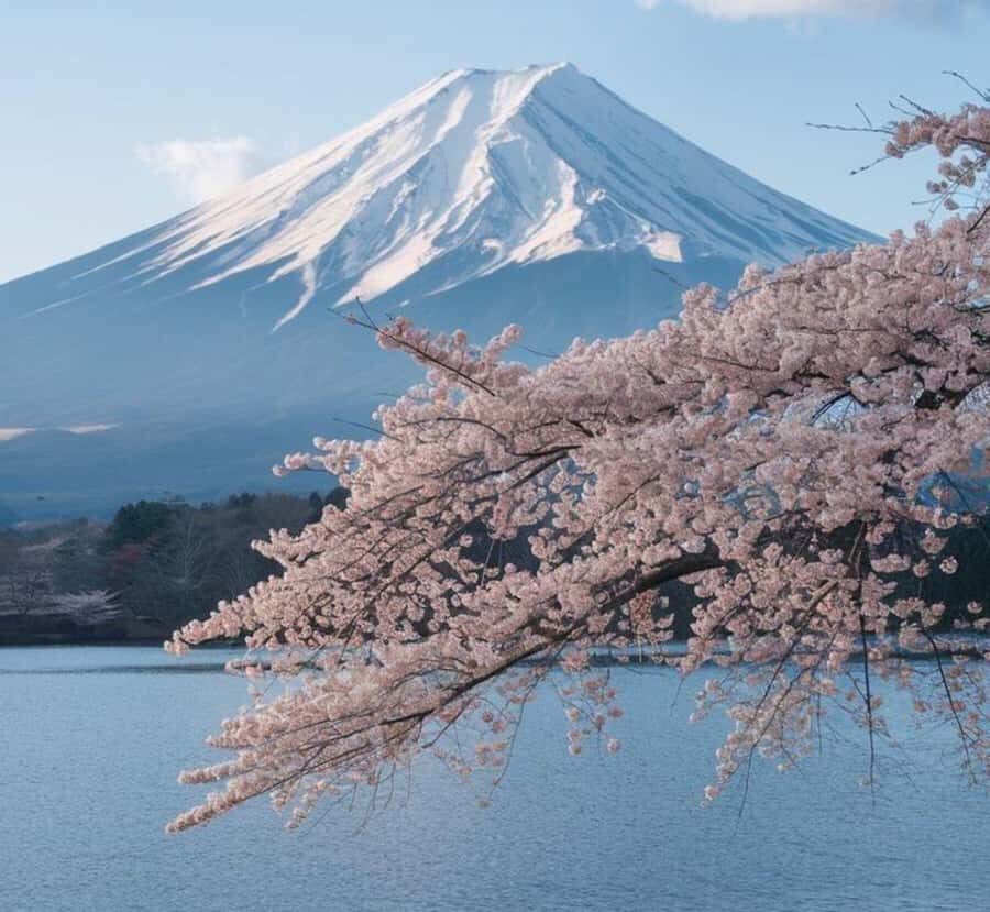 From Osaka: Mount Fuji Private Scenic Tour with Hotel Pickup - Who Is This Tour Best For?