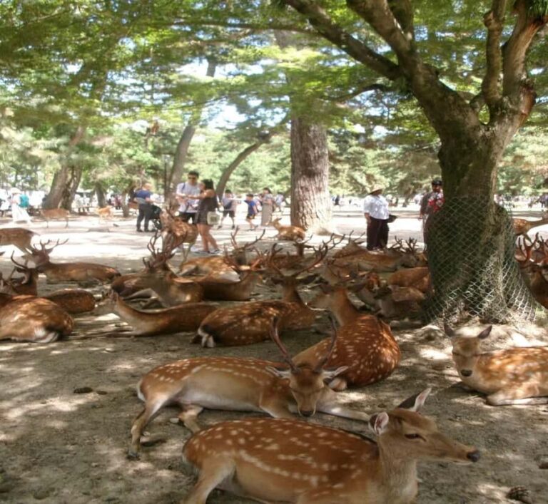 From Osaka: Nara Private Guided Day Trip with Flexible Tour - The Value of a Private, Customizable Experience