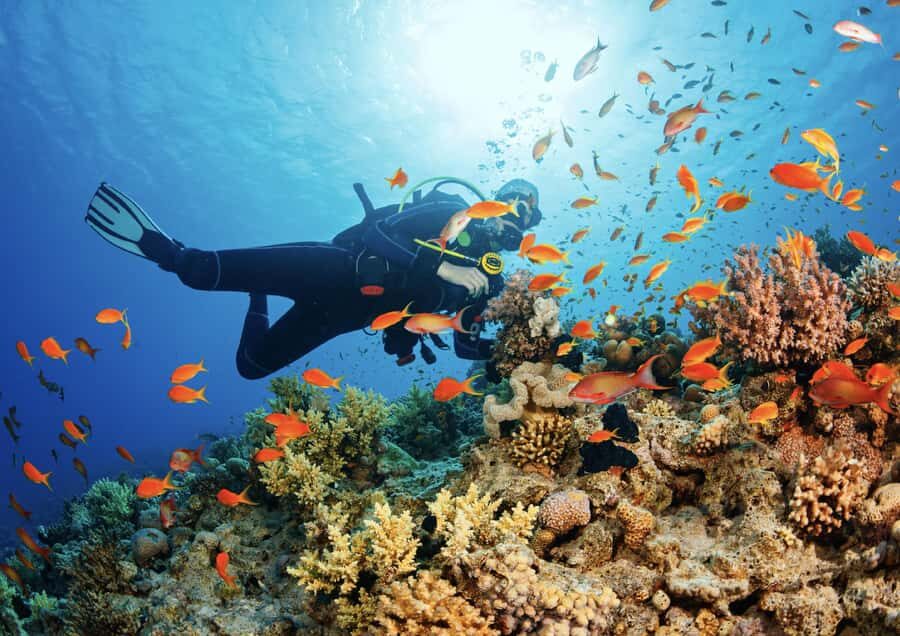 From Pattaya: Snorkeling or Beginner Scuba Diving Tour - Practical Details and What to Consider