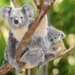 From Penneshaw: Kangaroo Island Wildlife Encounter - Seal Bay Conservation Park