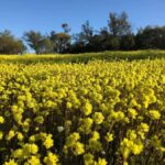 From Perth: Full-Day Wildflower Discovery Tour - Exploring the Wildflower Hotspots