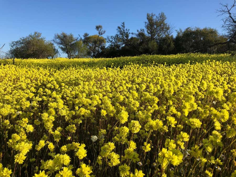 From Perth: Full-Day Wildflower Discovery Tour - Exploring the Wildflower Hotspots
