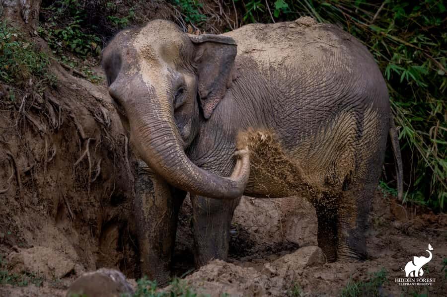 From Phuket: Elephant Reserve Tour with Meal & Transfer