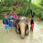 From Phuket: Elephant & Sea Turtle Conservation Private Tour - A Closer Look at the Itinerary and Experience