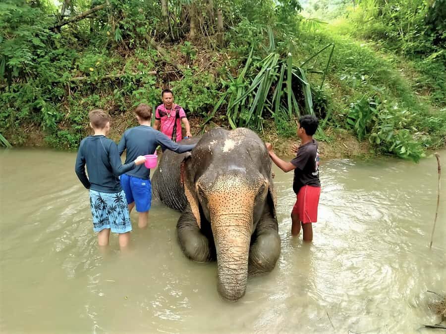 From Phuket: Elephant & Sea Turtle Conservation Private Tour - A Closer Look at the Itinerary and Experience