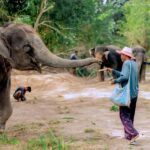 From Phuket: Ethical Elephant Interactive Trek and Tour - Transportation, Duration, and Group Size