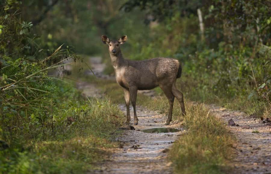From Pokhara: Chitwan 2N/3D National Park Tour - A Closer Look at the Itinerary