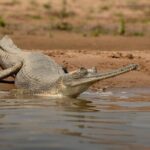 From Ranthambore:National Chambal Alligator Private Trip All Incl - Who Will Benefit Most from This Tour?