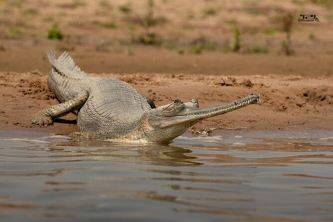 From Ranthambore:National Chambal Alligator Private Trip All Incl - Who Will Benefit Most from This Tour?