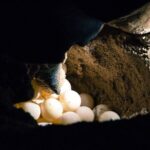 From Sandakan: 2D1N Turtle Island & Sepilok Wildlife Experience - FAQ