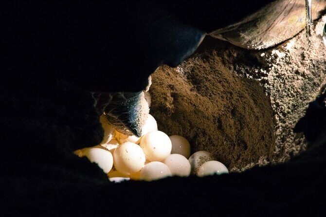 From Sandakan: 2D1N Turtle Island & Sepilok Wildlife Experience - FAQ