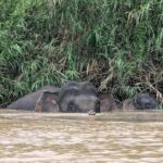 From Sandakan to Kinabatangan River Safari Boat Cruise Day Tour - In-Depth Look at the Itinerary