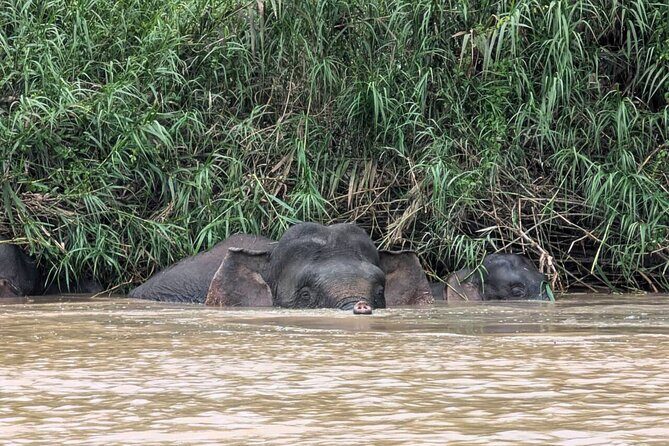 From Sandakan to Kinabatangan River Safari Boat Cruise Day Tour - In-Depth Look at the Itinerary