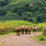 From Sapa: Trek through Stunning Rice Terraces, Ethnic Villages - Detailed Review of the Sapa Rice Terrace and Ethnic Village Trek