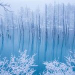 From Sapporo: Biei, Furano or Asahikawa Private Day Trip - An In-Depth Look at the Itinerary and Experiences