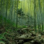 From Shanghai: Yixing Bamboo Sea and Zisha Pottery Day Trip - Exploring the Itinerary in Detail