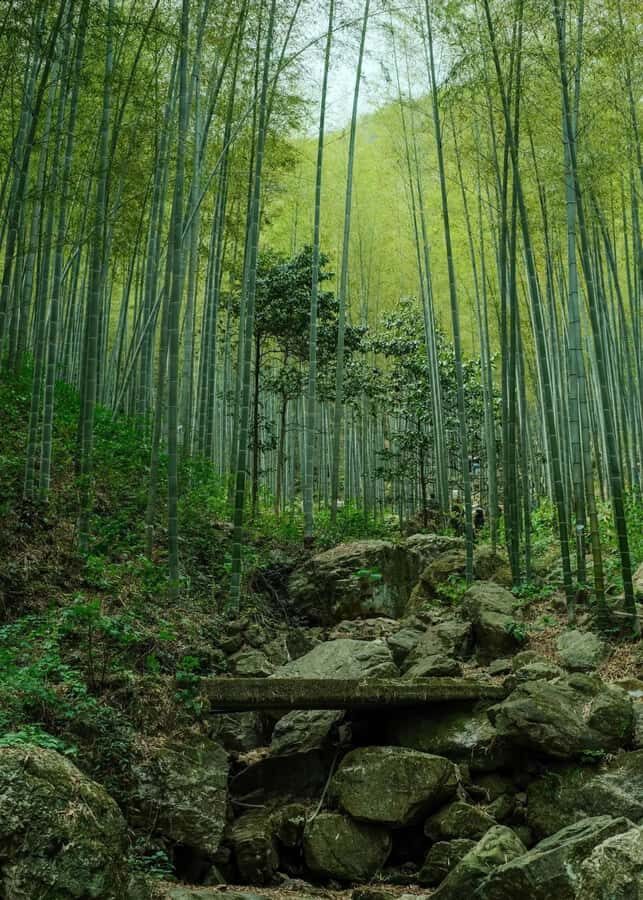 From Shanghai: Yixing Bamboo Sea and Zisha Pottery Day Trip - Exploring the Itinerary in Detail