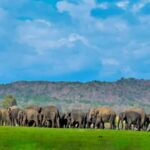 From Sigiriya: Minneriya National Park Eco Jeep Safari - What to Expect on Your Safari
