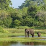 From Sigiriya: Wasgamuwa National Park Safari Adventure - The Itinerary Breakdown