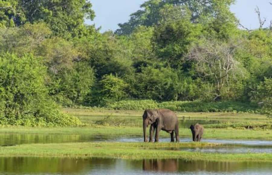From Sigiriya: Wasgamuwa National Park Safari Adventure - The Itinerary Breakdown