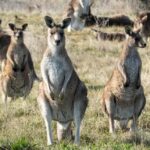 From Sydney: Full-Day Tour to Canberra - Scenic and Cultural Highlights